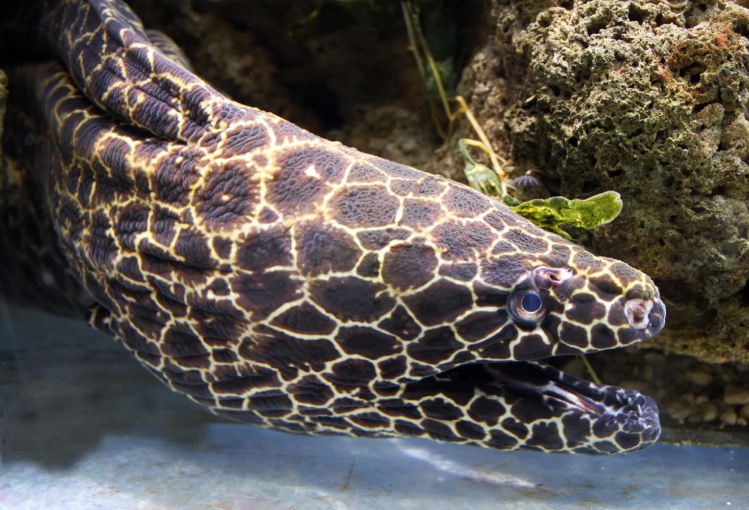 Wabenmuräne (Gymnothorax favagineus)