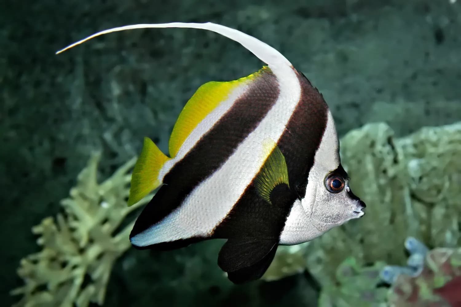 두동가리돔 (Heniochus acuminatus)