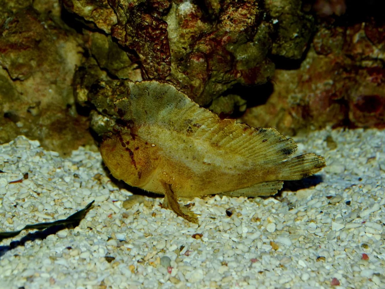 Pez escorpion hoja (Taenianotus triacanthus)