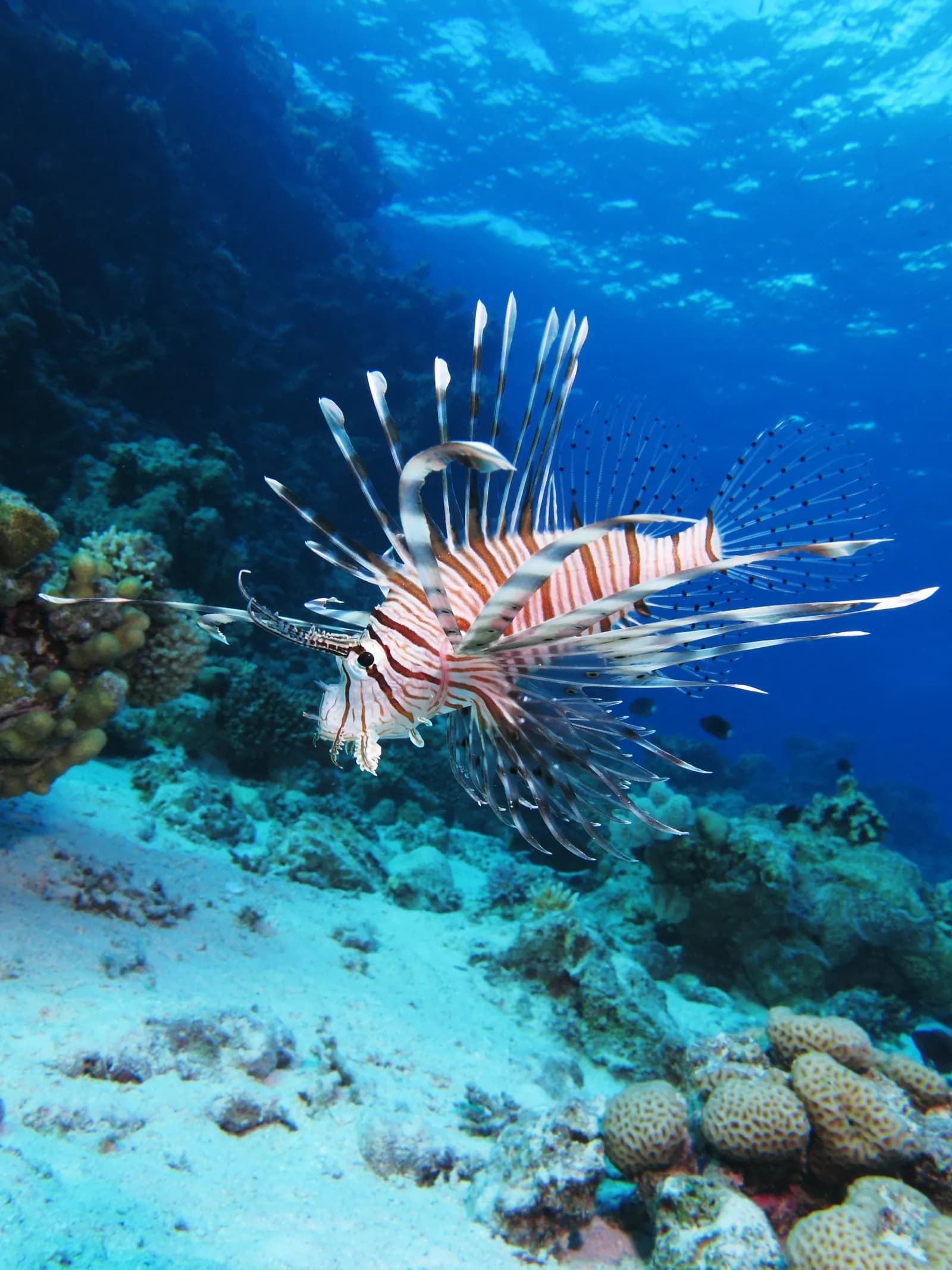 Marine life category: Reef Fish