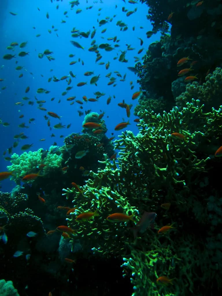 실꼬리바리(안티아스) (Pseudanthias squamipinnis)