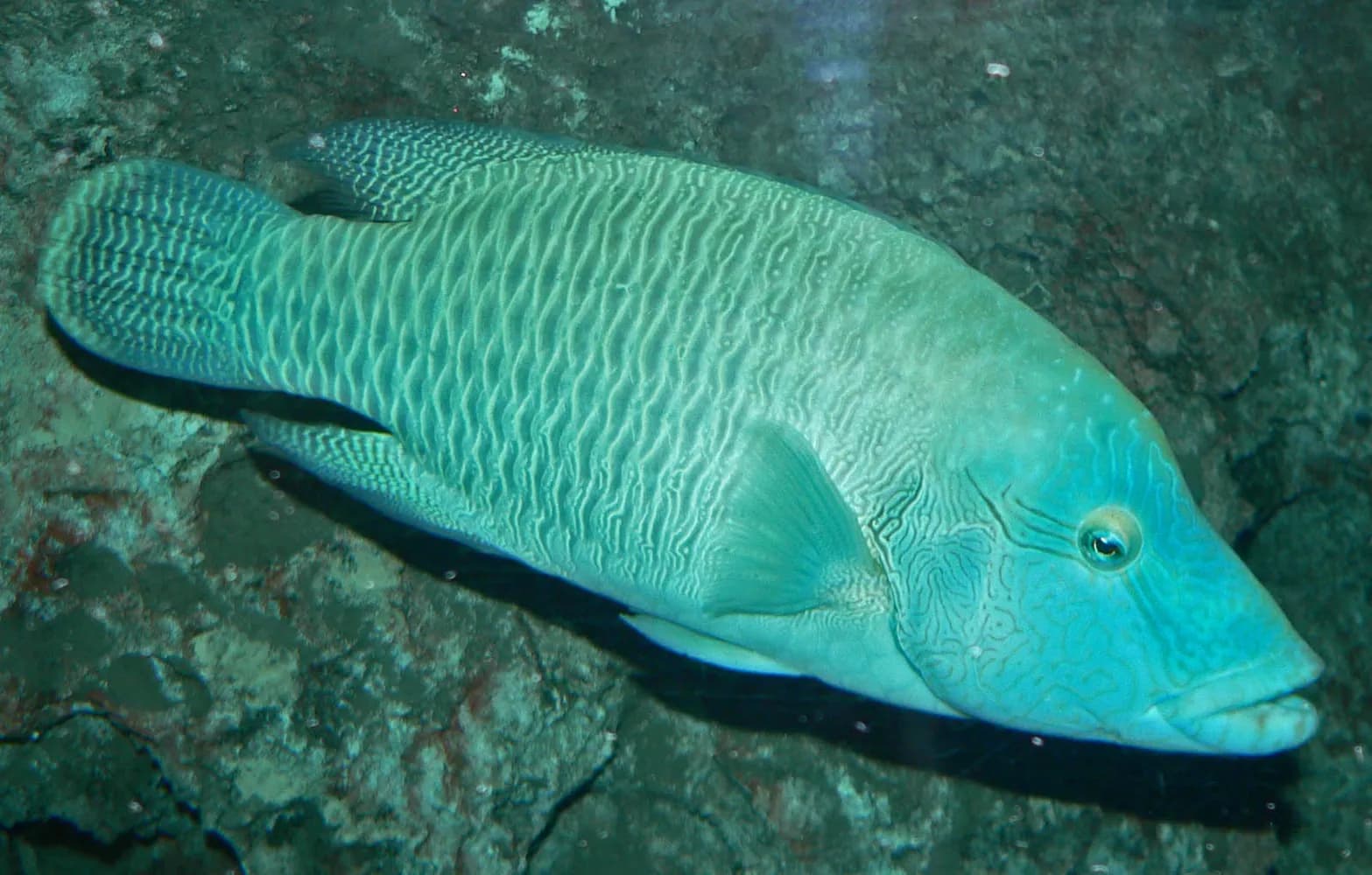 나폴레옹놀래기 (Cheilinus undulatus)