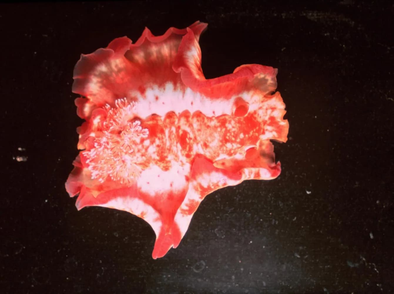 Bailarina espanola (Hexabranchus sanguineus)