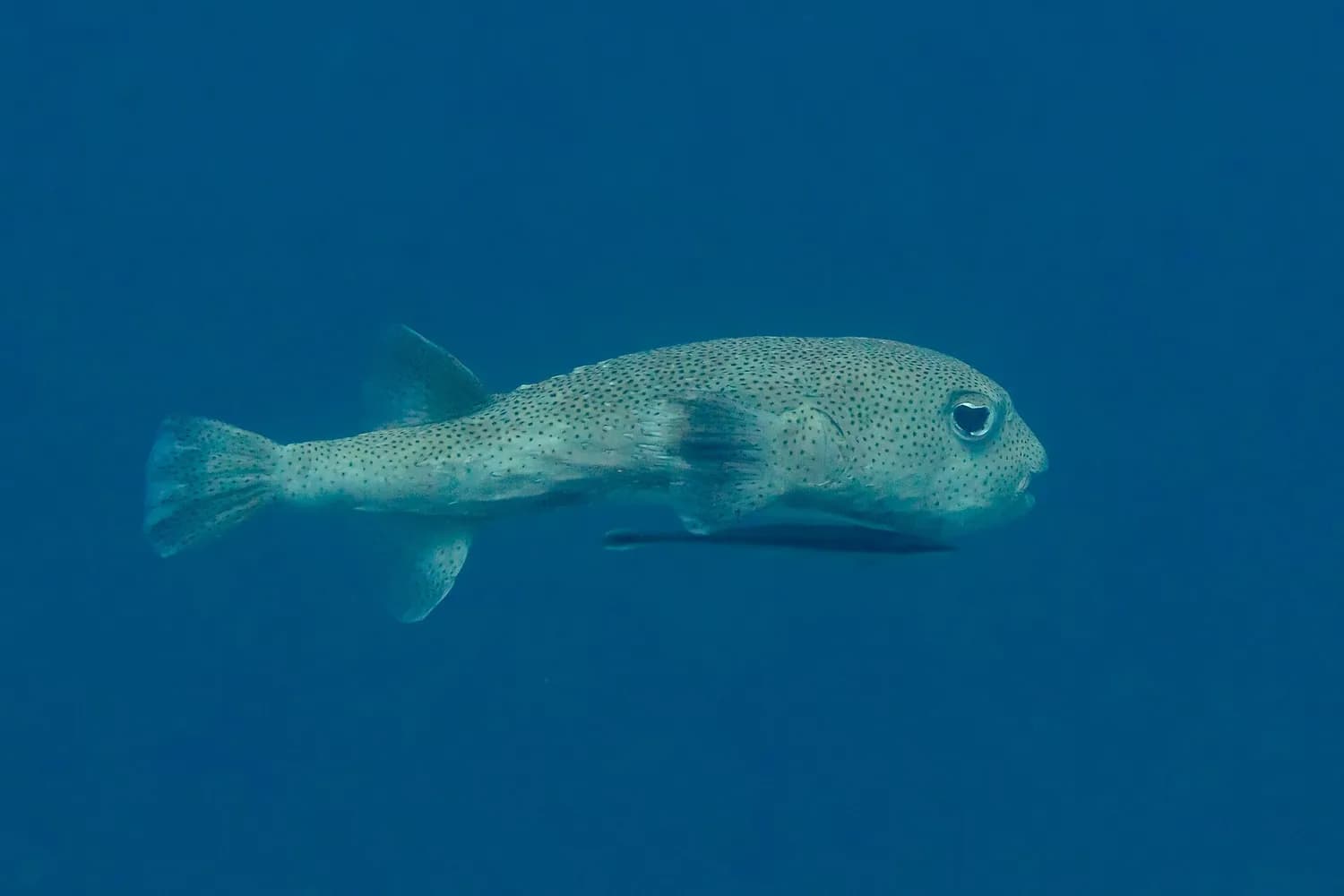 가시복 (Diodon hystrix)