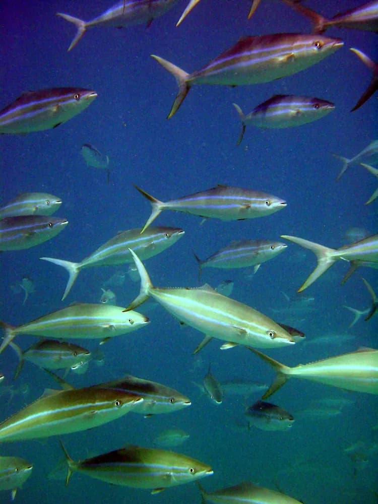 Comère saumon (Elagatis bipinnulata)