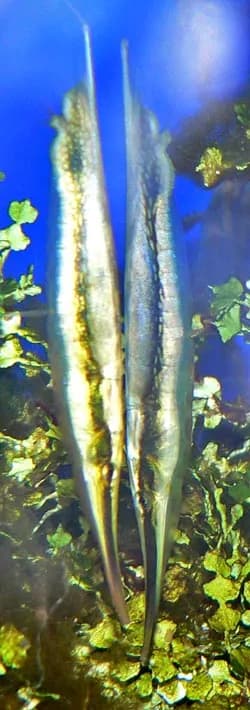 Pez navaja (Aeoliscus strigatus)