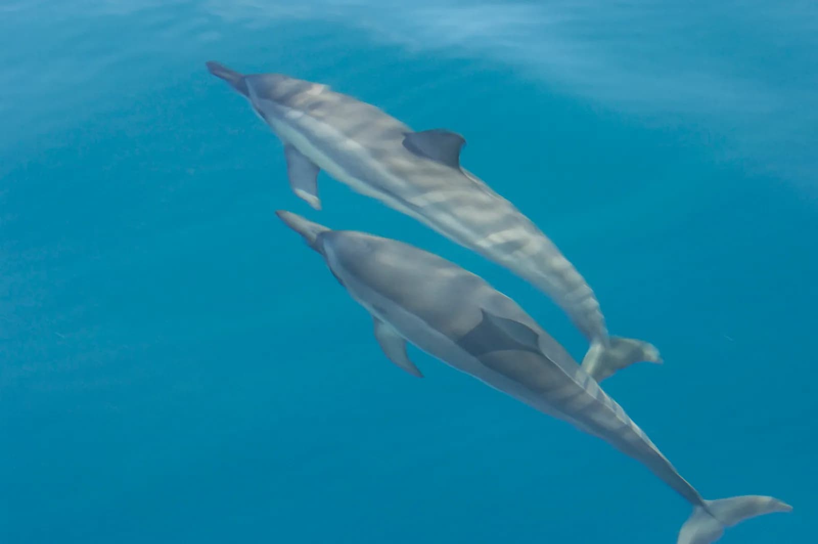 Risso's Dolphin (Grampus griseus)