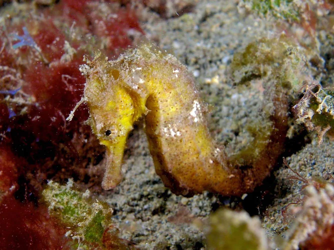 Caballito de mar comun (Hippocampus kuda)