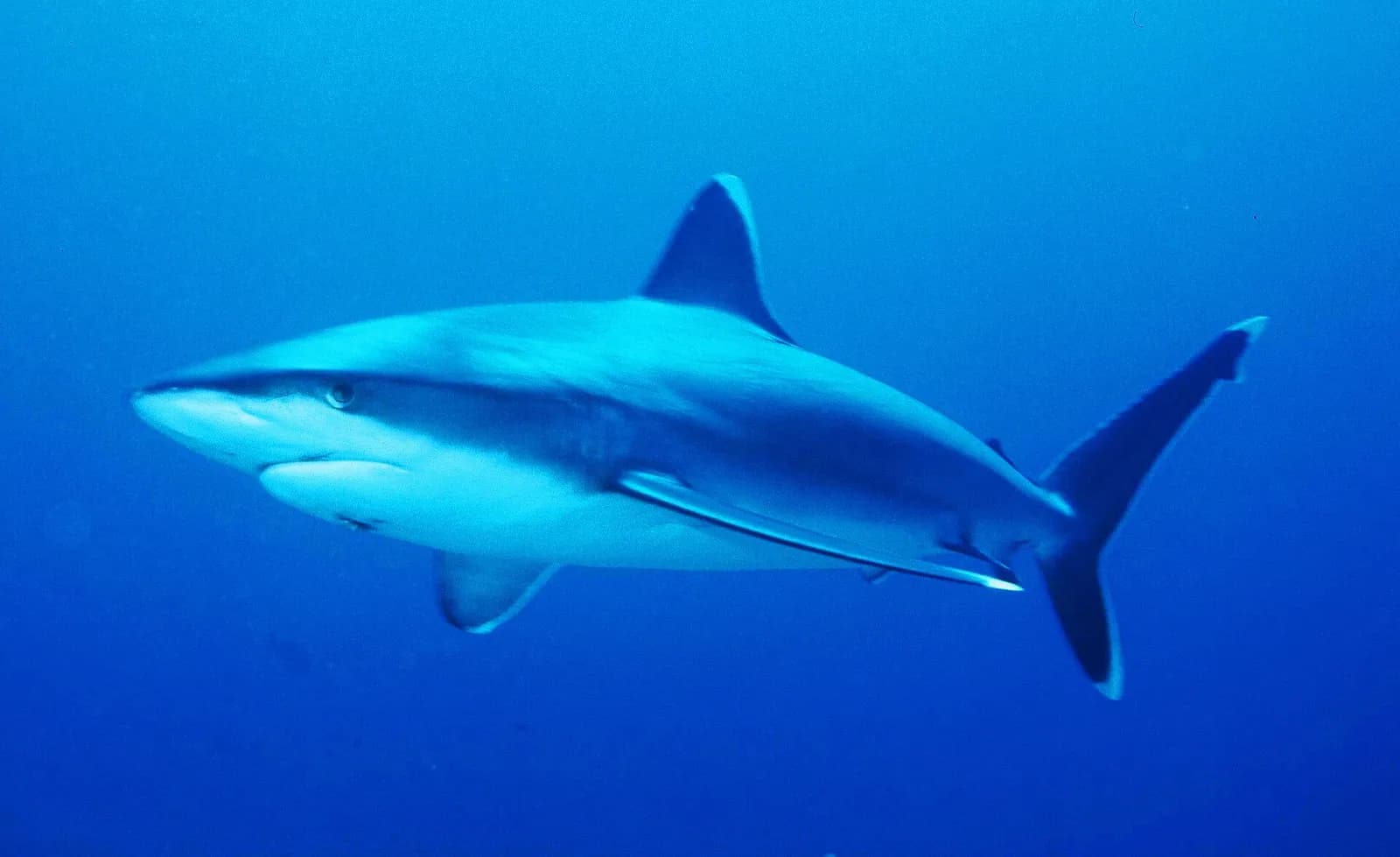 은지느러미상어 (Carcharhinus albimarginatus)