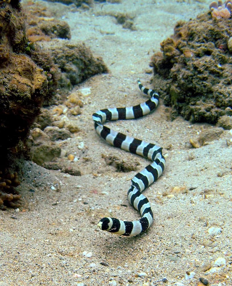 Gebänderter Schlangenaal (Myrichthys colubrinus)