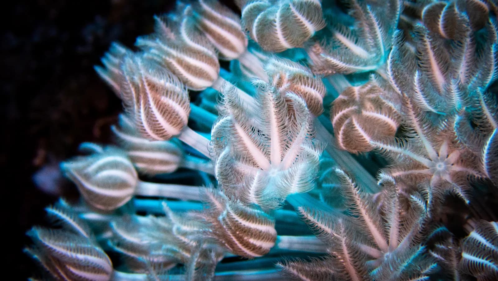 Red Sea marine life
