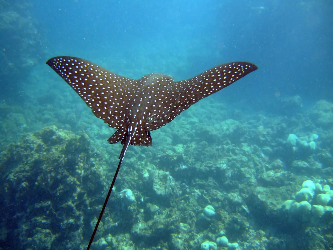 Trnucha skvrnitá (Aetobatus narinari)