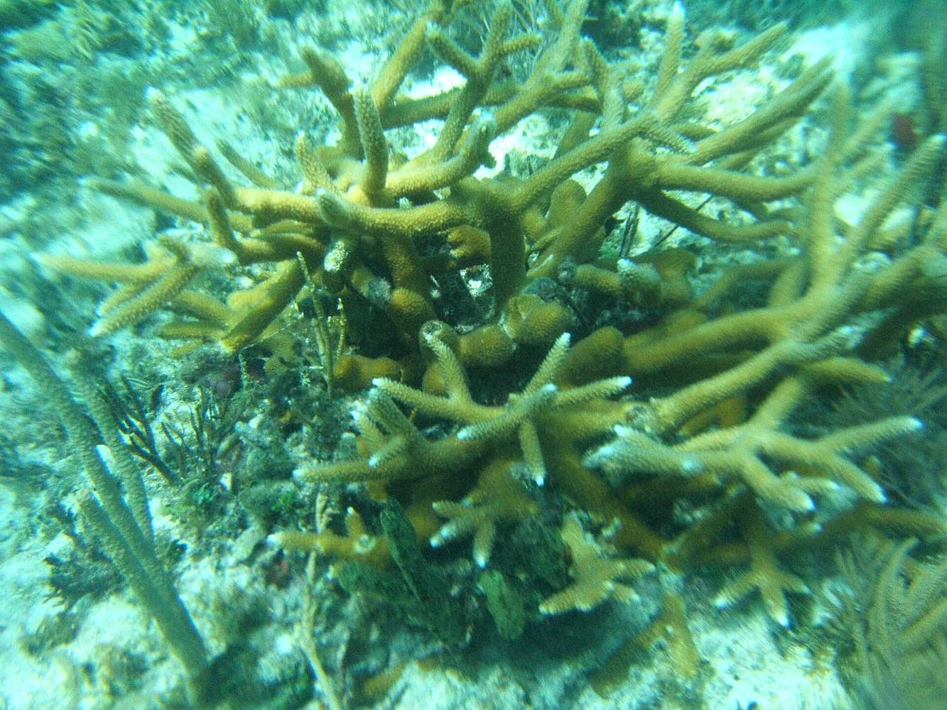 Koral jeleni (Acropora cervicornis)