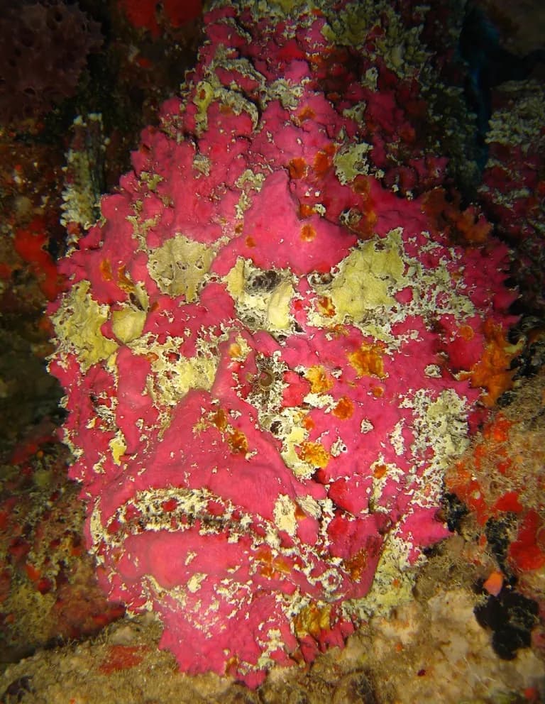 Pez piedra de arrecife (Synanceia verrucosa)