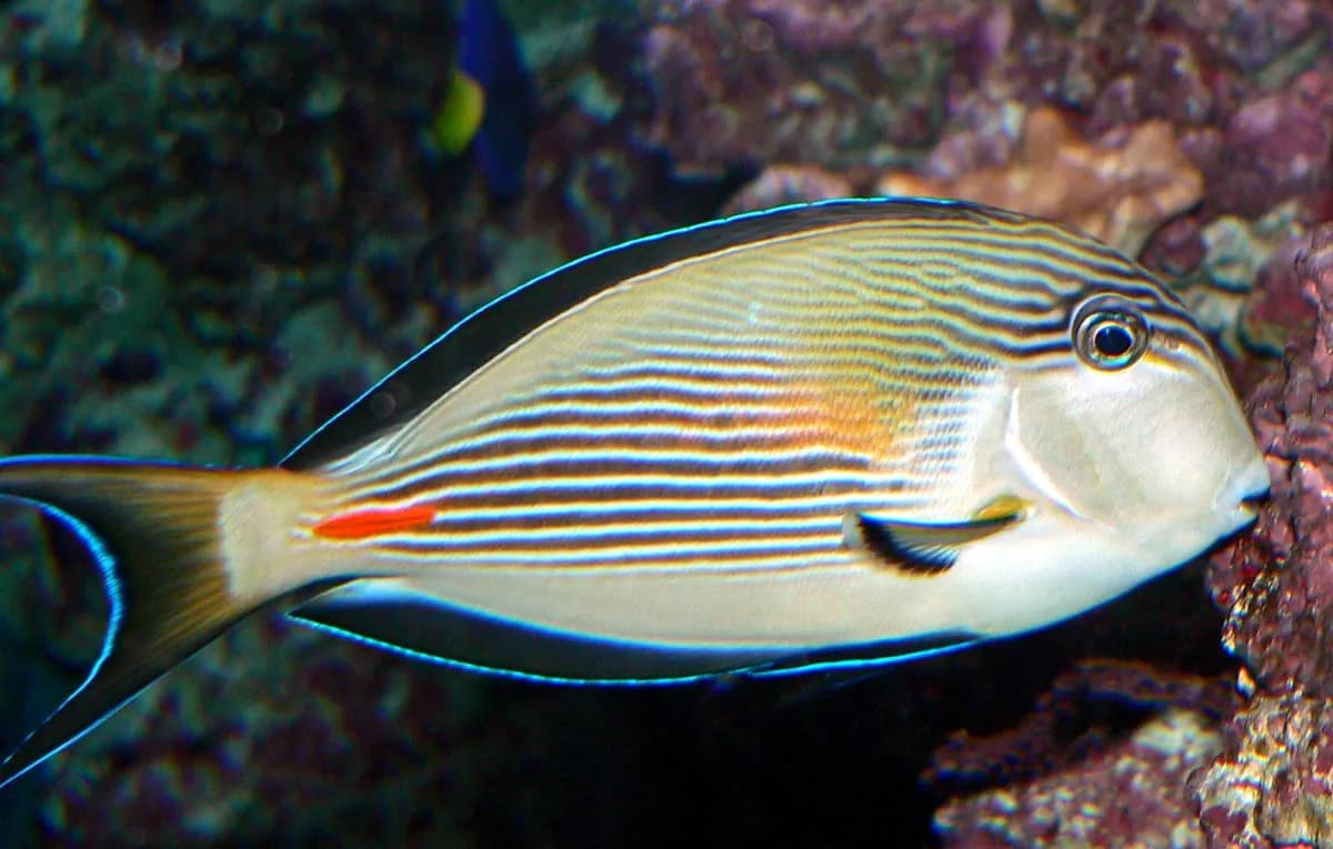 소할양쥐돔 (Acanthurus sohal)