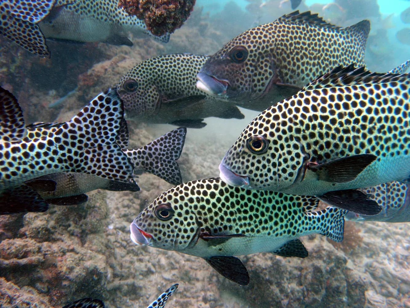 얼룩하스돔(할리퀸) (Plectorhinchus chaetodonoides)