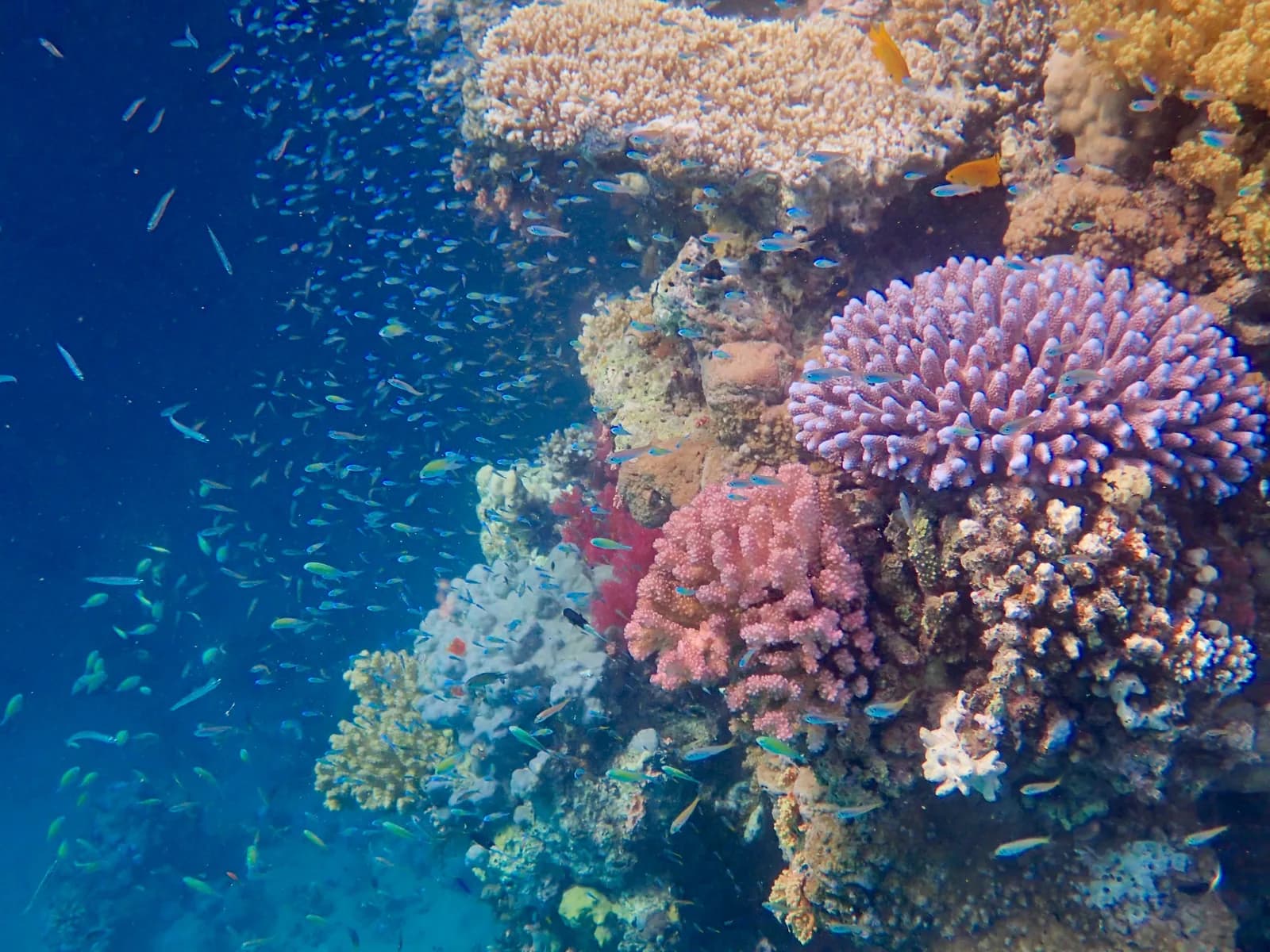 Marine life category: Crustaceans