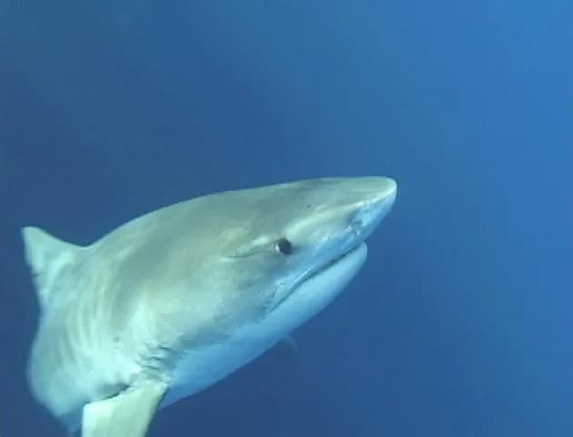뱀상어 (Galeocerdo cuvier)