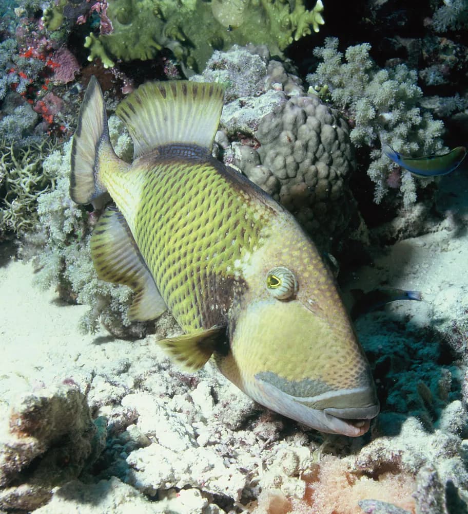 타이탄쥐치 (Balistoides viridescens)