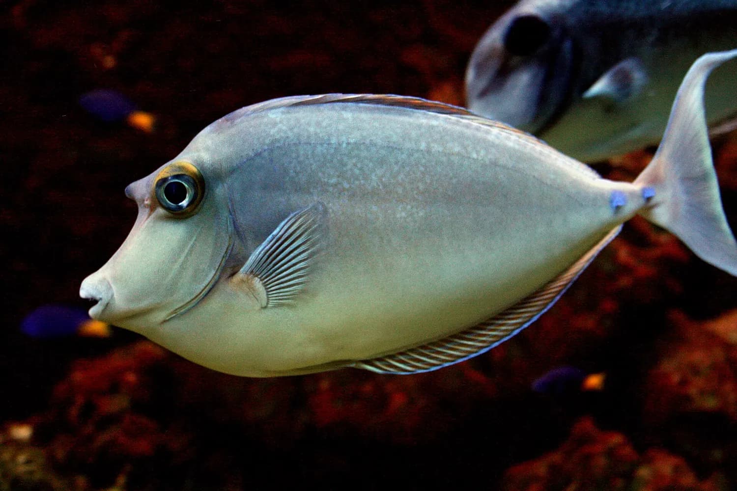 푸른가시외뿔양쥐돔 (Naso unicornis)