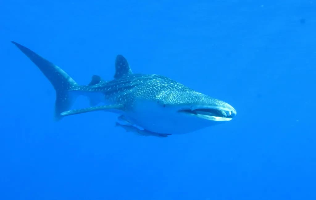 Marine life category: Pelagic Fish
