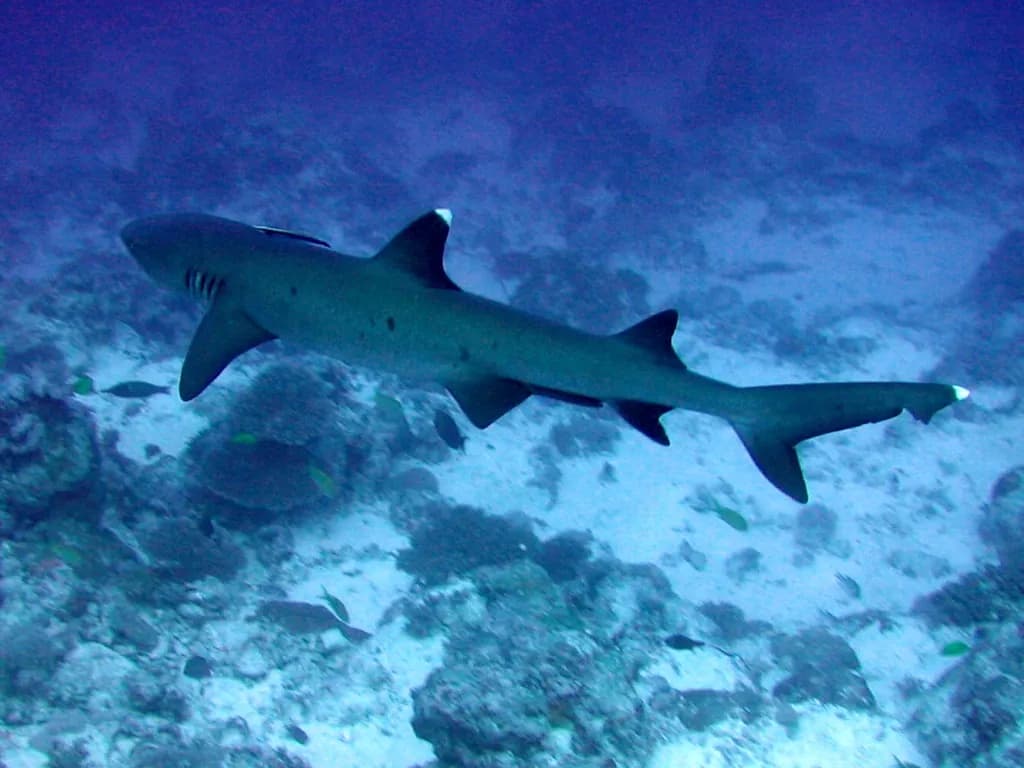 Whitetip reef shark resting above the reef slope