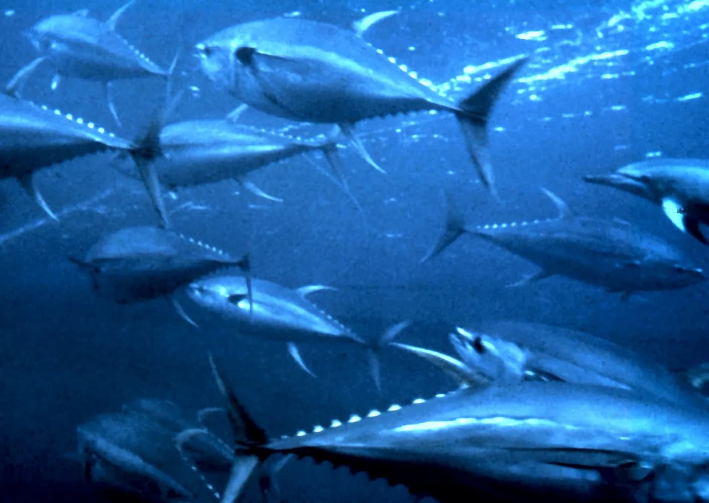 Thon à nageoires jaunes (Thunnus albacares)