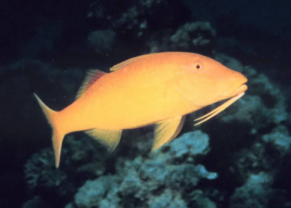노란안장노랑촉수 (Parupeneus cyclostomus)