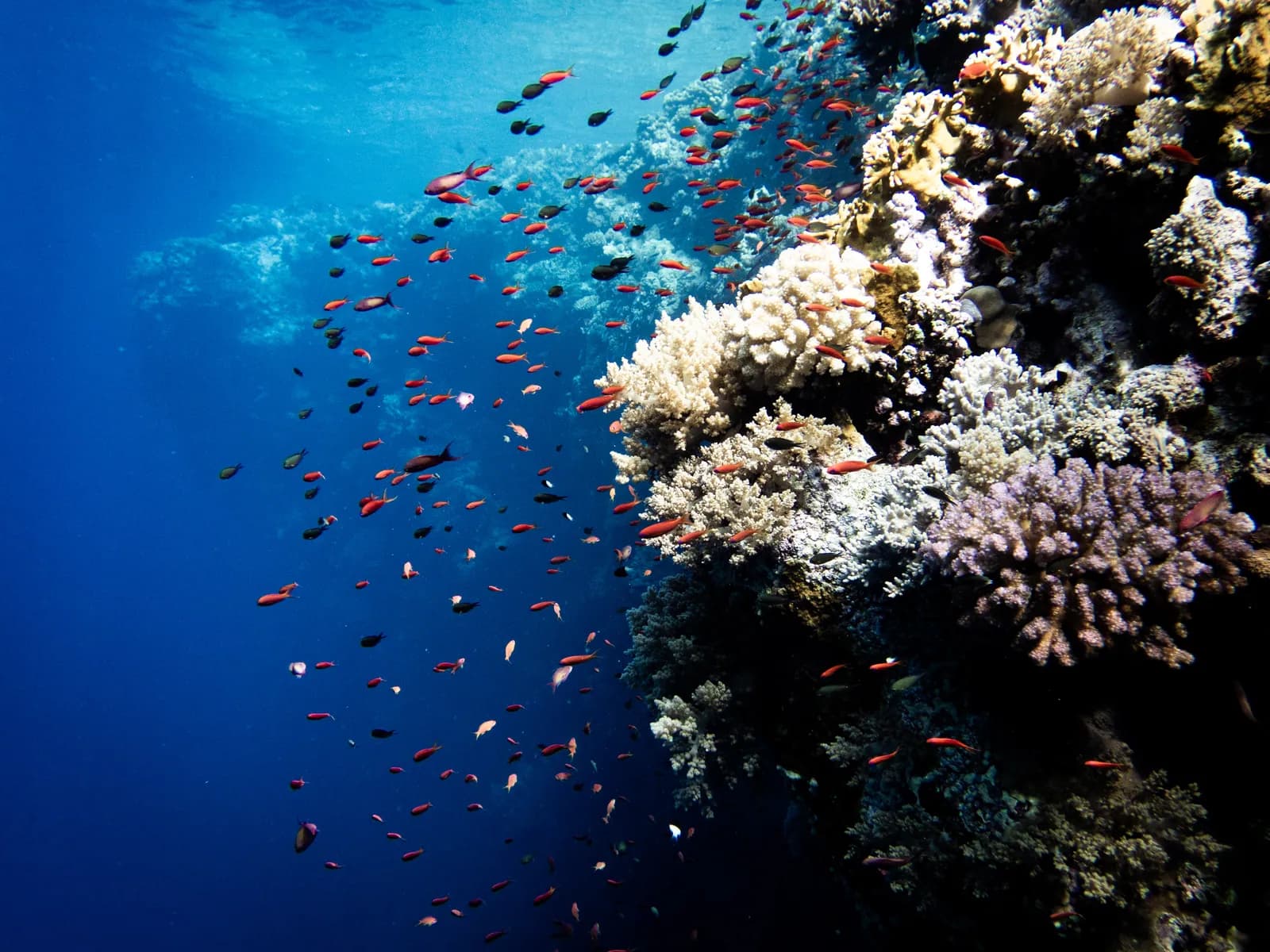 Red Sea soft coral