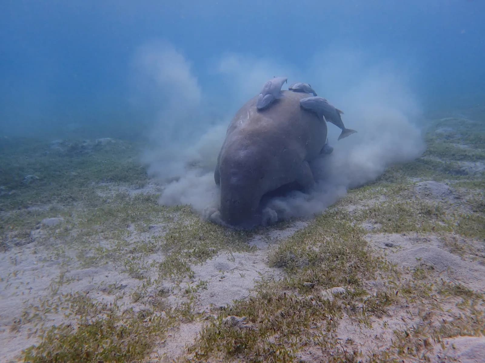 Dugong raising a cloud of sand as it digs for seagrass rhizomes in an Egyptian Red Sea bay
