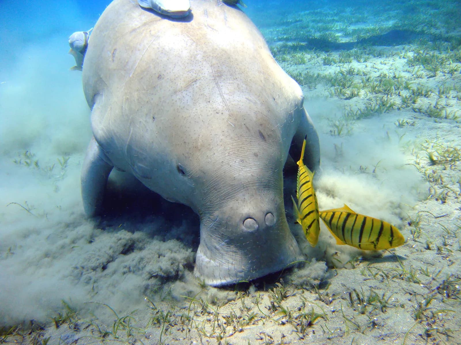 Dugong ploughing a furrow through the Halophila seagrass beds of a sheltered Marsa Alam bay