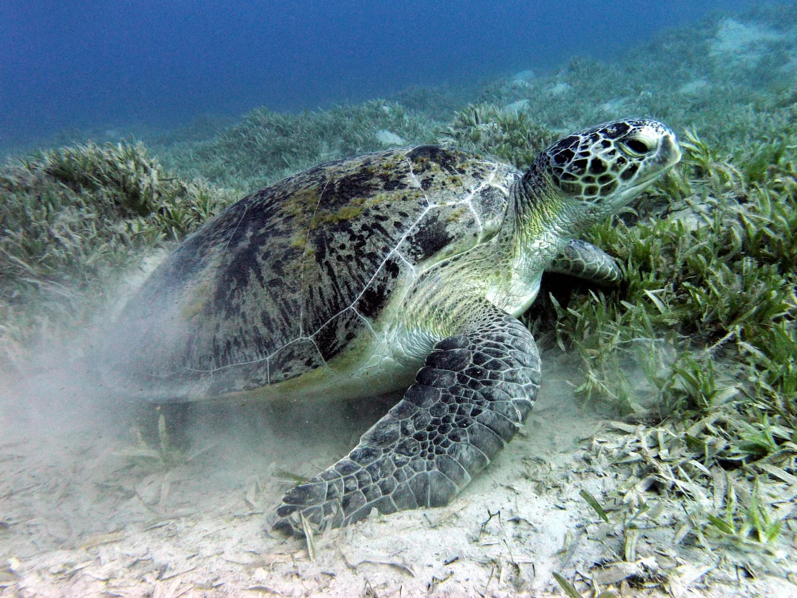 Green sea turtle