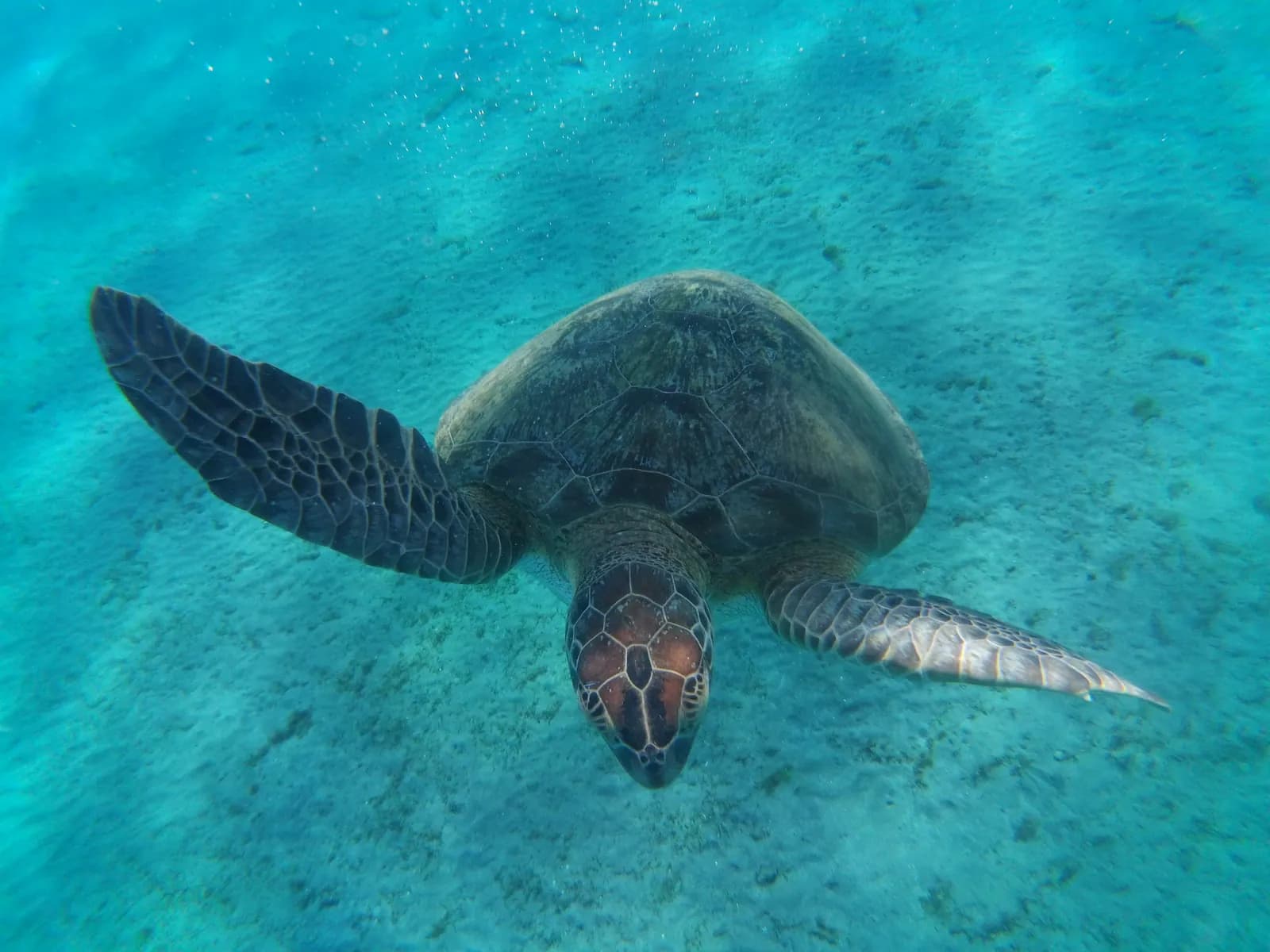 Green sea turtle swimming over a shallow seagrass meadow on the Marsa Alam coast