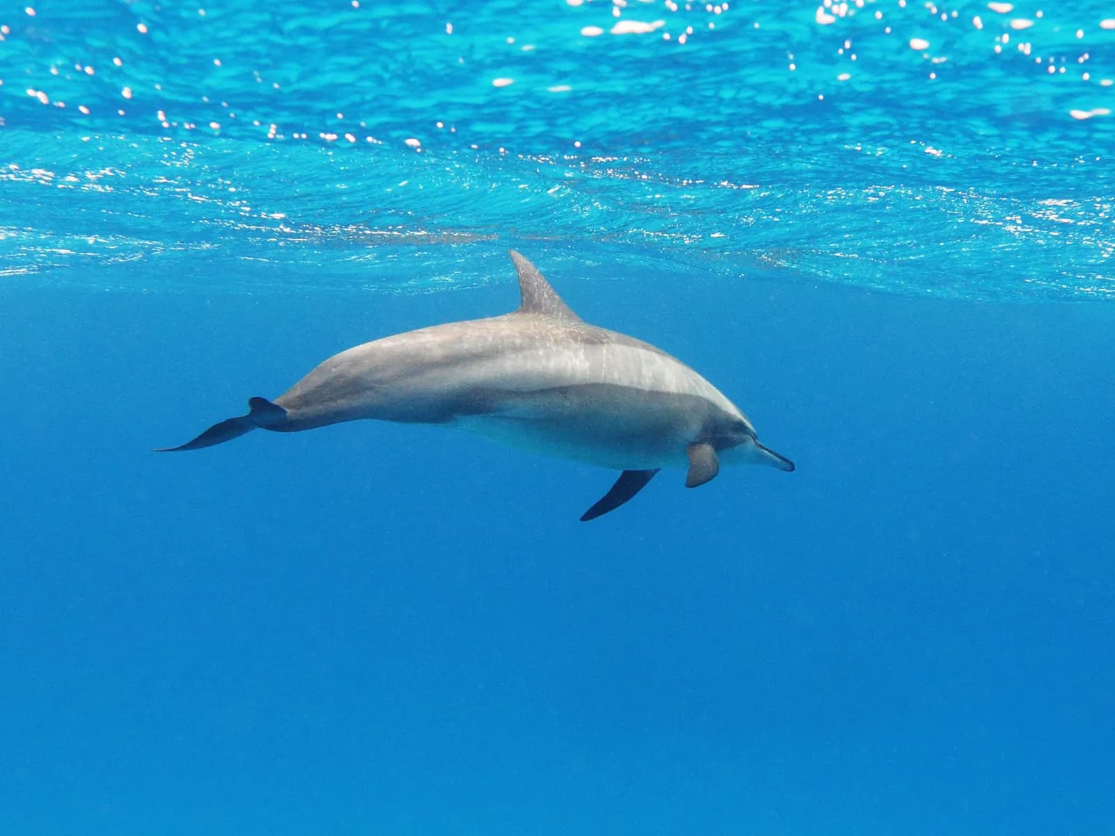 A single spinner dolphin gliding past a snorkeler in clear Red Sea water