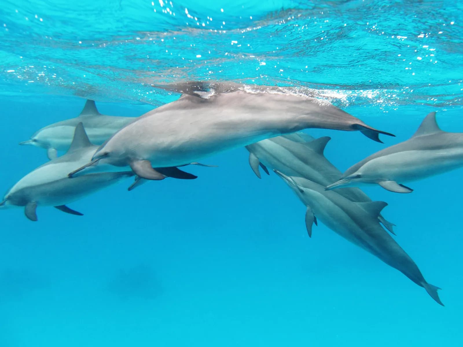 Pod of wild spinner dolphins resting just under the surface at Sataya Dolphin Reef