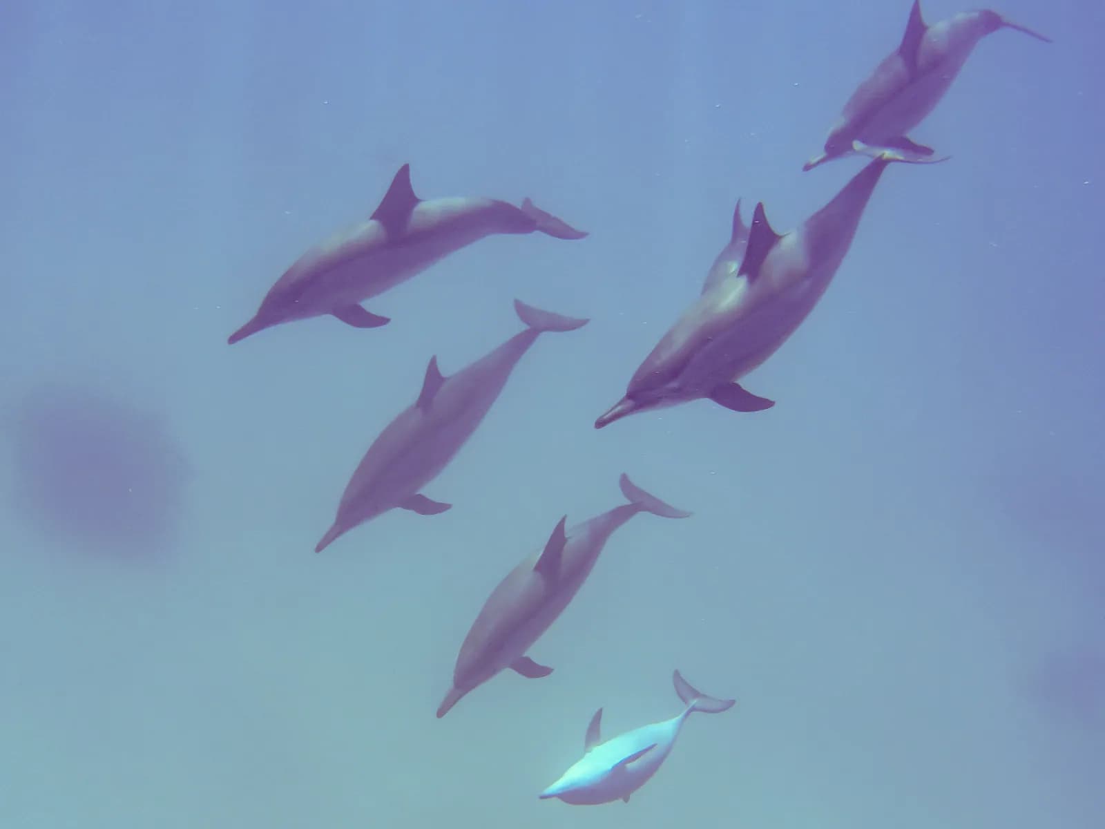 Spinner dolphins (Stenella longirostris) resting in an Egyptian Red Sea lagoon