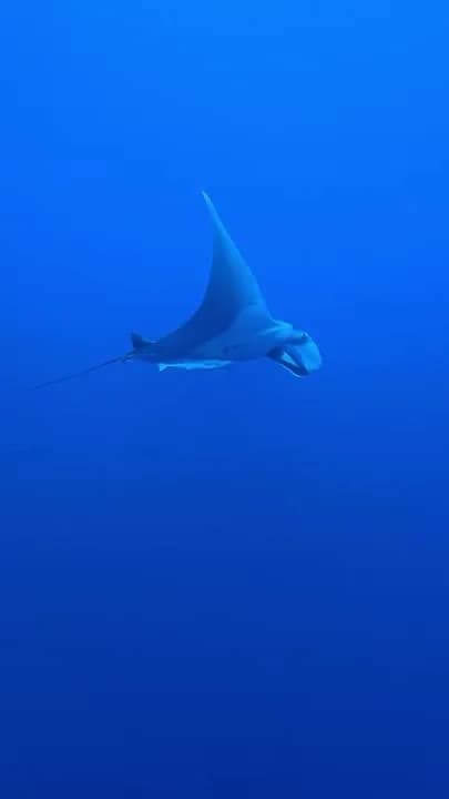 Manta de arrecife pasando junto a la pared de Elphinstone Reef - grabación propia