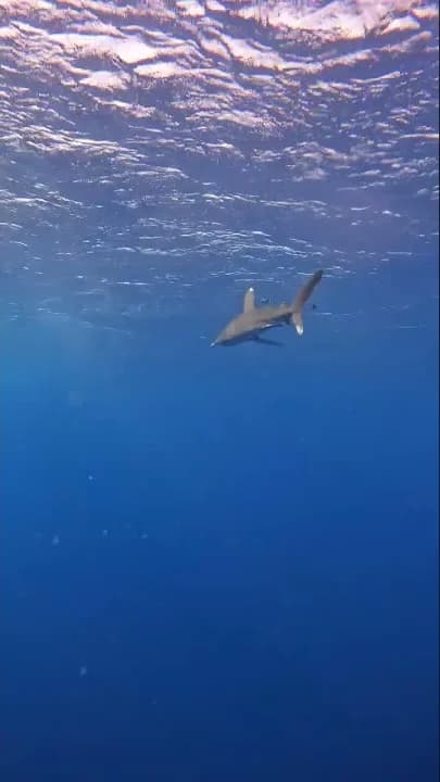 Feherfoltu oceani capa a felszin alatt az Elphinstone Reefen - sajat felvetelunk
