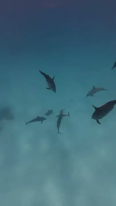 Spinnerdelfine gleiten über den sandigen Lagunenboden im Dolphin House - eigene Aufnahme