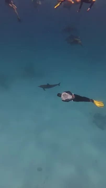 Freediver plave vedle delfína dlouholebého v mělké laguně - náš vlastní záběr