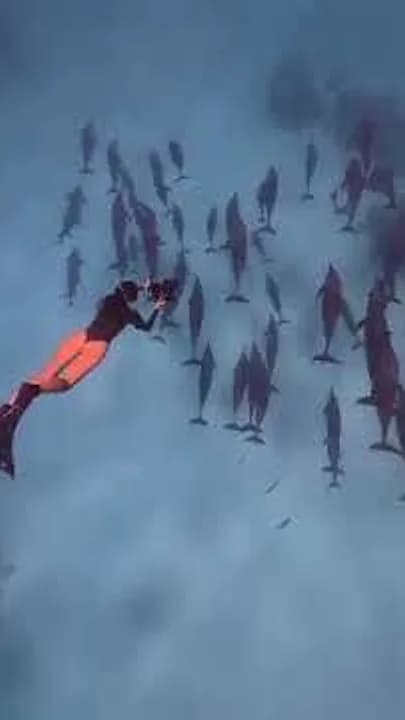 Freediver vedle velkého hejna delfínů dlouholebých u Satayi - náš vlastní záběr