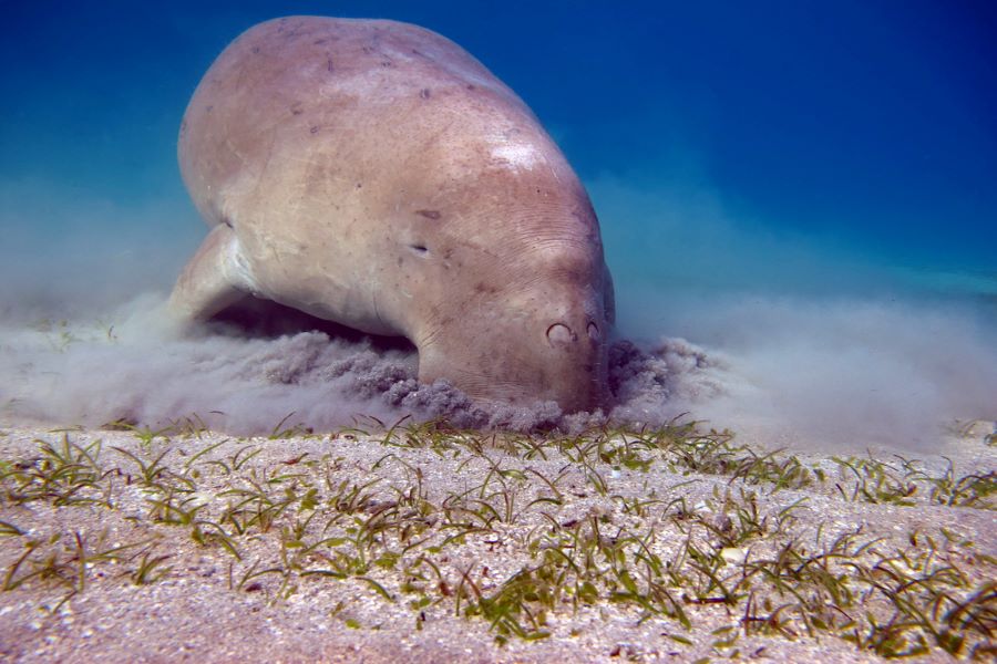 dugong marsa alam