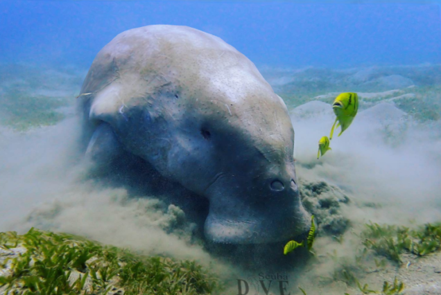 dugong marsa alam