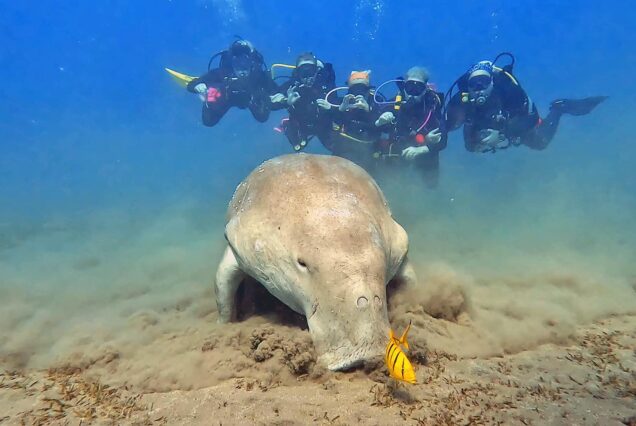 dugong marsa alam