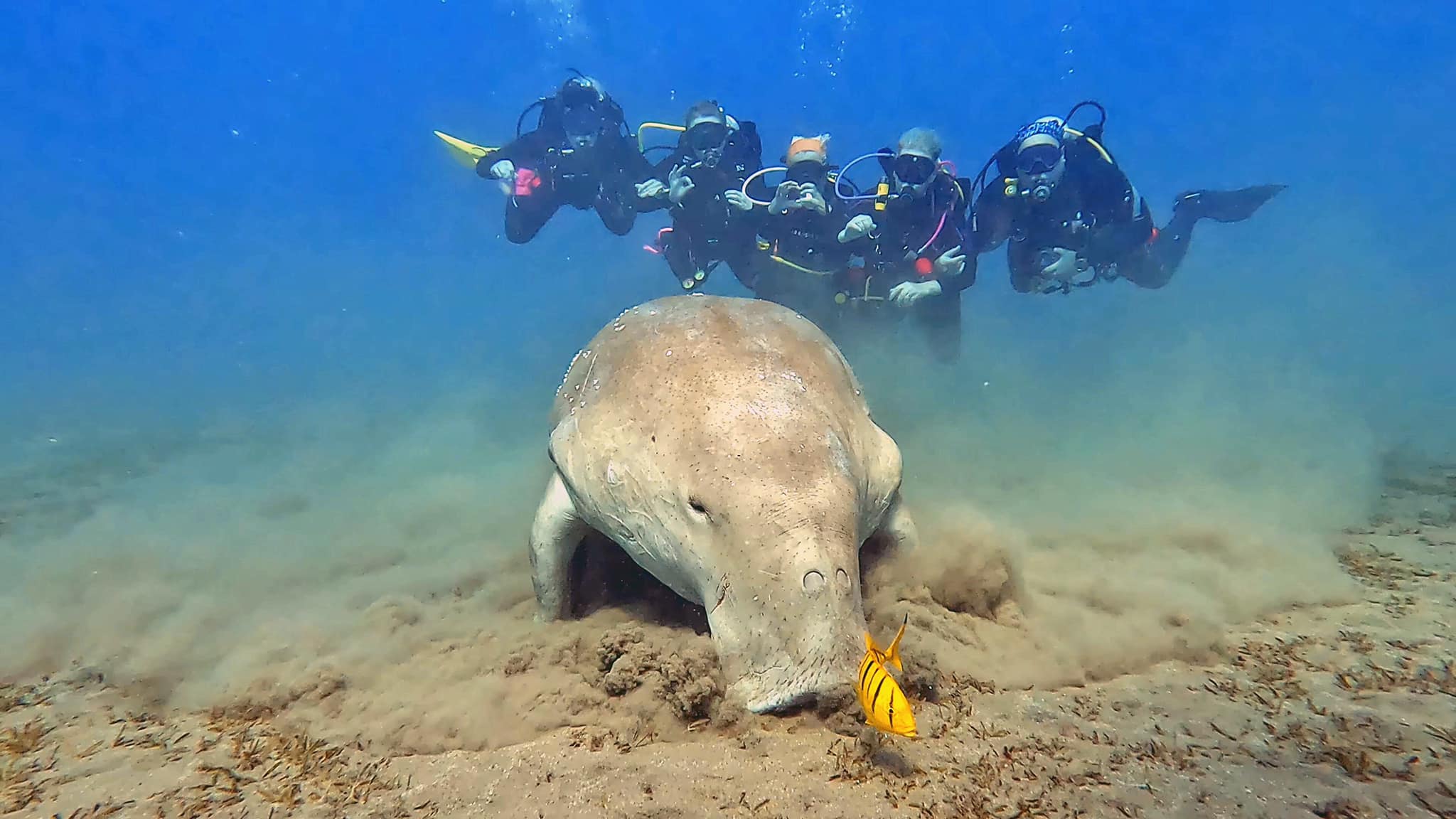 dugong marsa alam