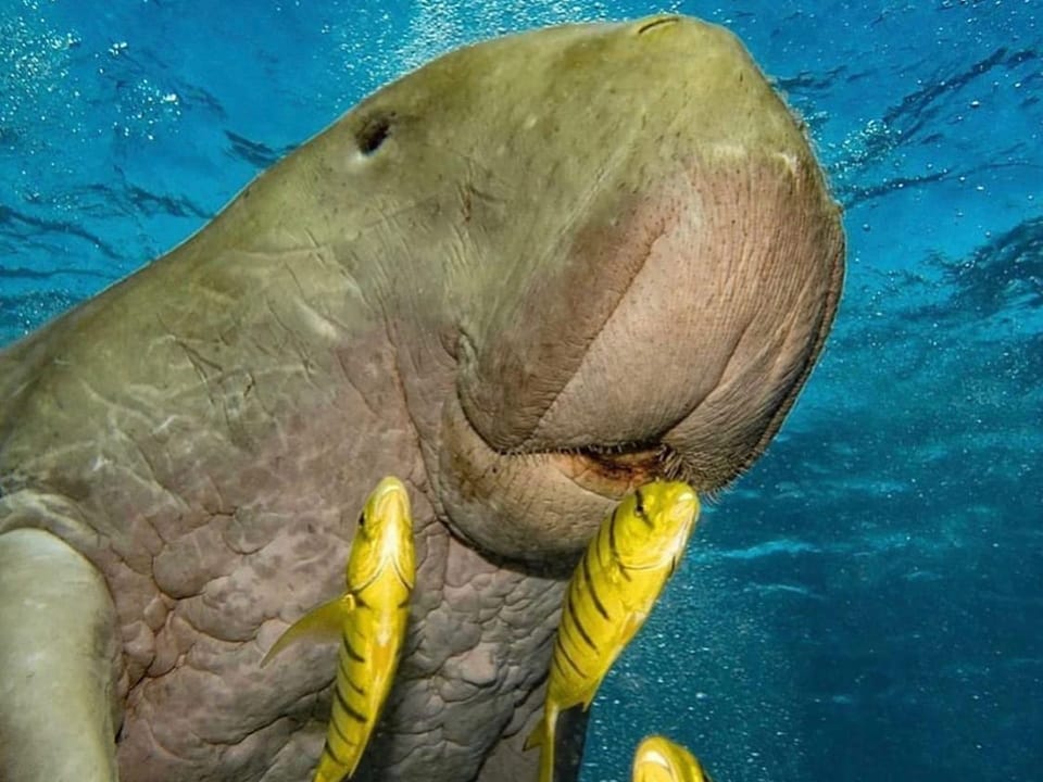 dugong marsa alam