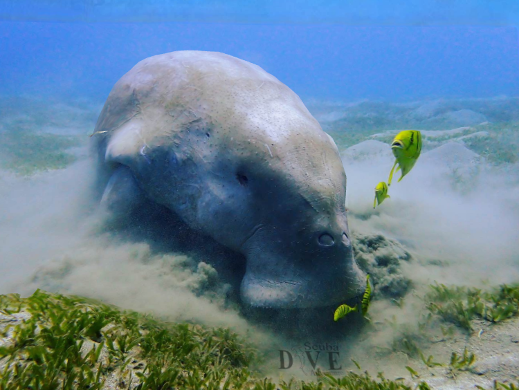 dugong marsa alam