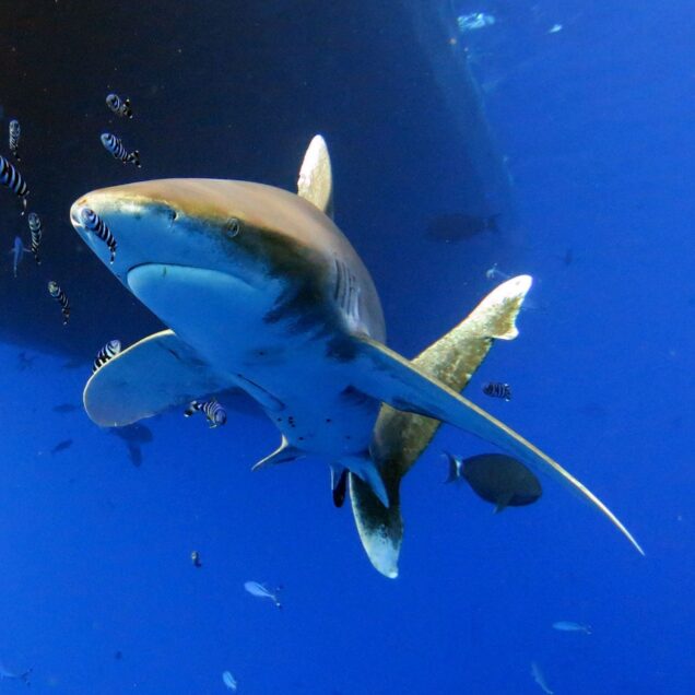 Elphinstone Reef