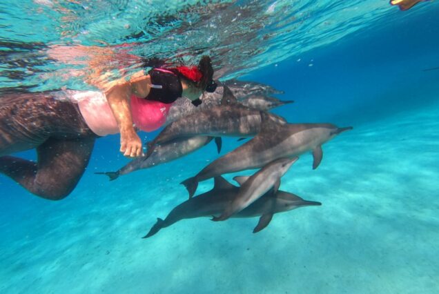 swim with Dolphin